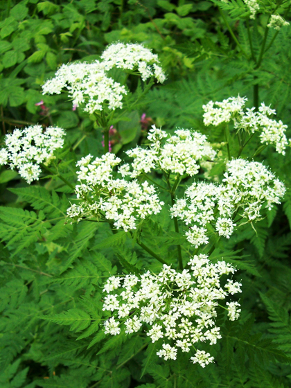 Sweet Cicely